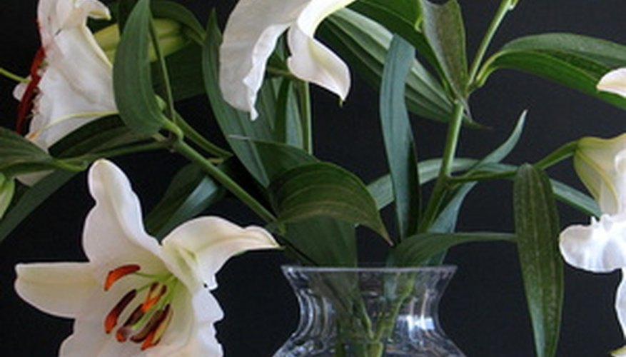 Species lilies bear fragrance more reliably than modern hybrid varieties. Species lilies bear fragrance more reliably than modern hybrid varieties.