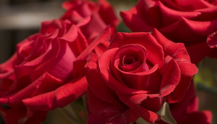 Roses are heavy feeders which reward gardeners with lush blooms. Roses are heavy feeders which reward gardeners with lush blooms.