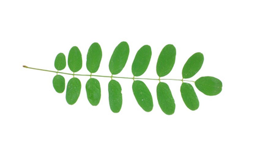 Black locust leaf diagram Black locust leaf diagram