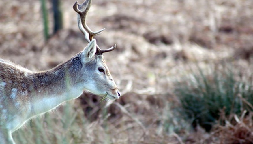 Grazing deer Grazing deer