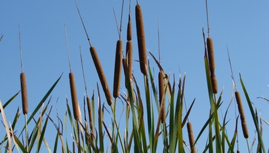 Life Cycle of a Cattail | Garden Guides