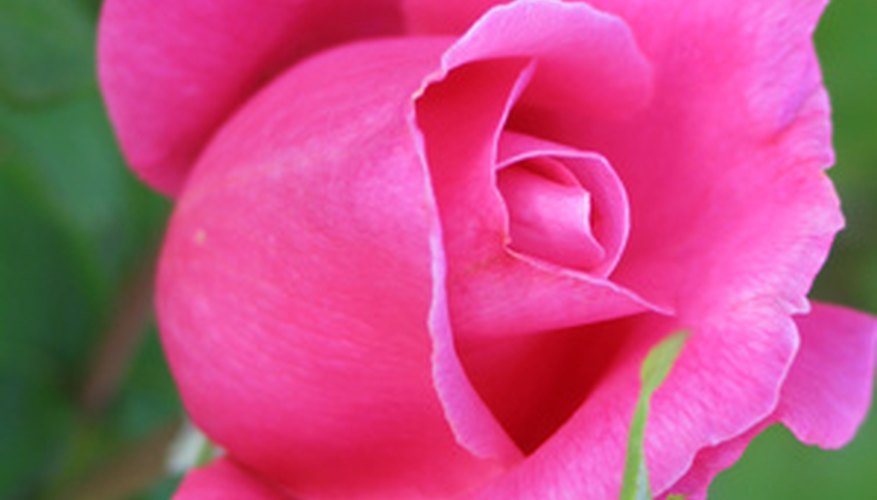 Rose in spring Rose in spring