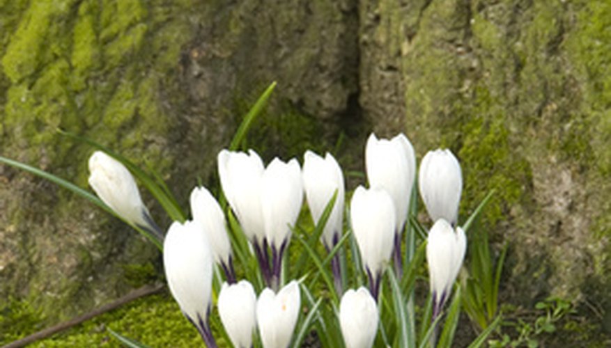 White crocus is an early bloomer. White crocus is an early bloomer.