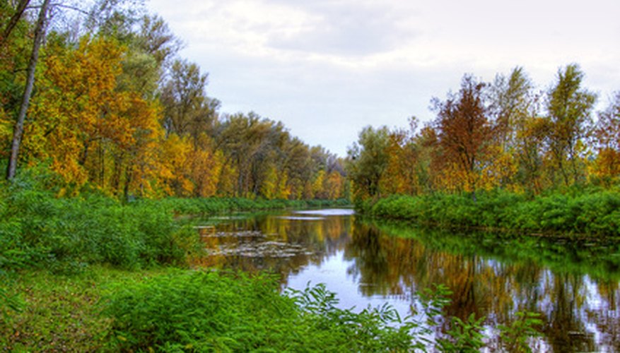 River birch tree River birch tree