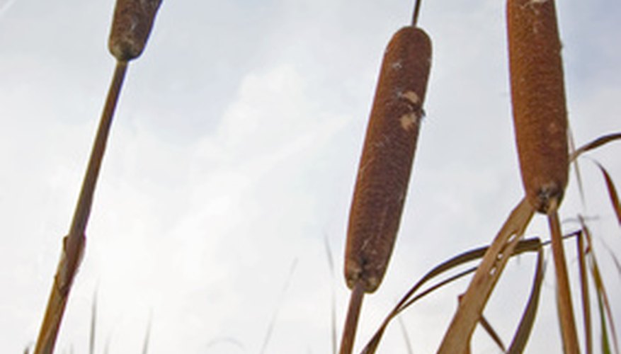 Cattails can be invasive. Cattails can be invasive.