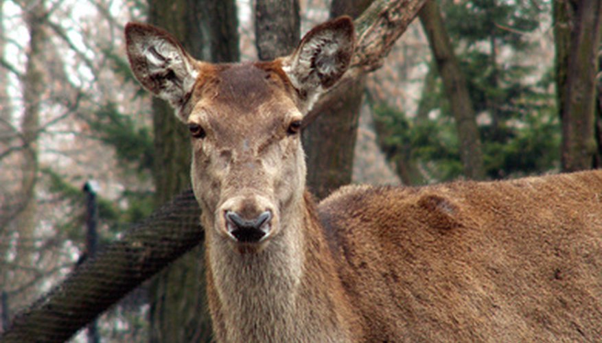 how-to-paint-a-deer-skull-our-pastimes