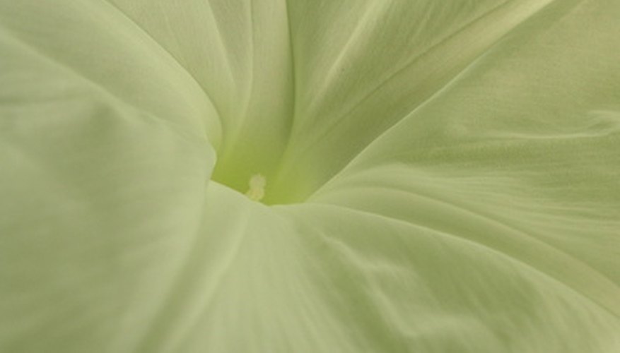 In this flower, you can see the pistil--the female part of the plant--peeping out from the center. In this flower, you can see the pistil--the female part of the plant--peeping out from the center.