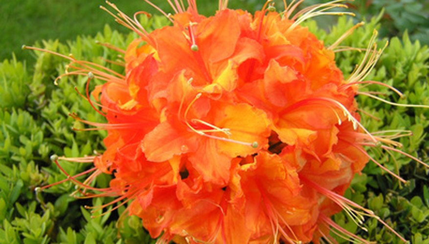 Fiery orange rhododendron Fiery orange rhododendron