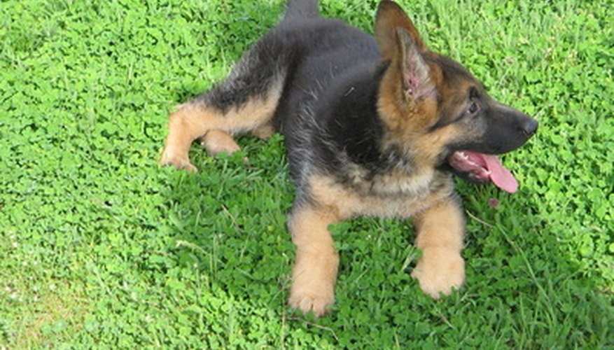 Dogs like lawns but eventually they have to urinate. Dogs like lawns but eventually they have to urinate.