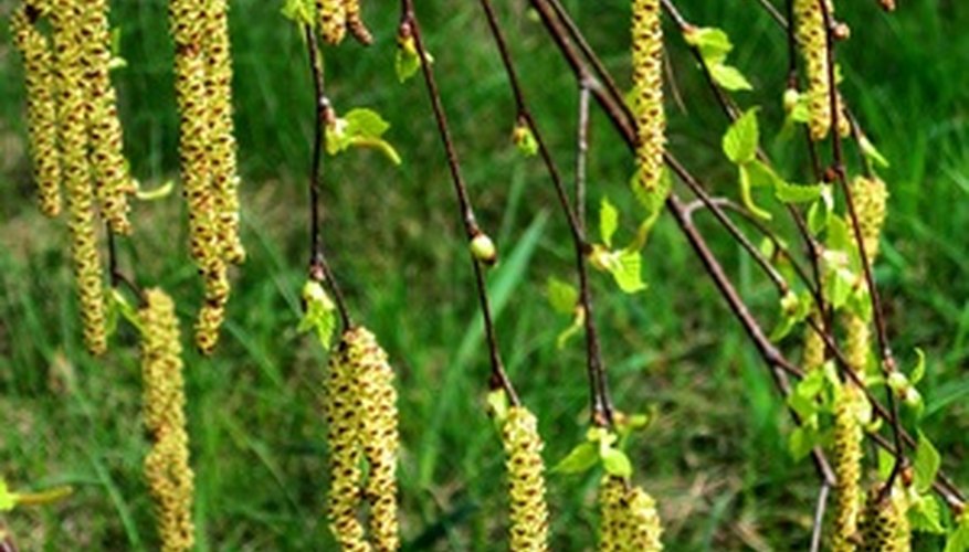 All catkins produce pollen in the spring. All catkins produce pollen in the spring.