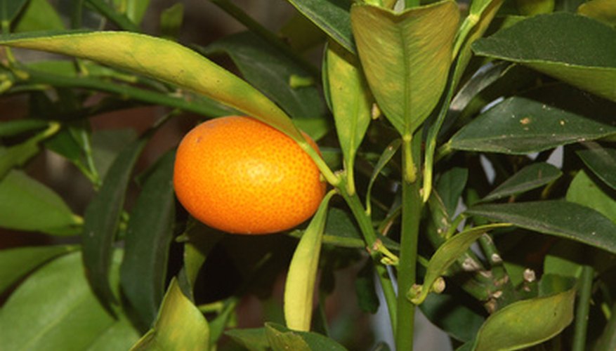 Orange trees offer more than just fruit. Orange trees offer more than just fruit.