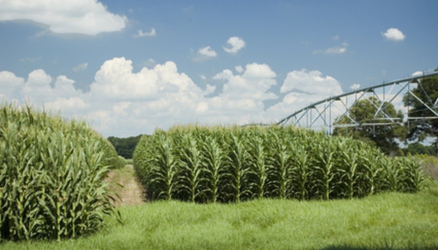 Iowa's soils produce millions of bushels of corn each year. Iowa's soils produce millions of bushels of corn each year.