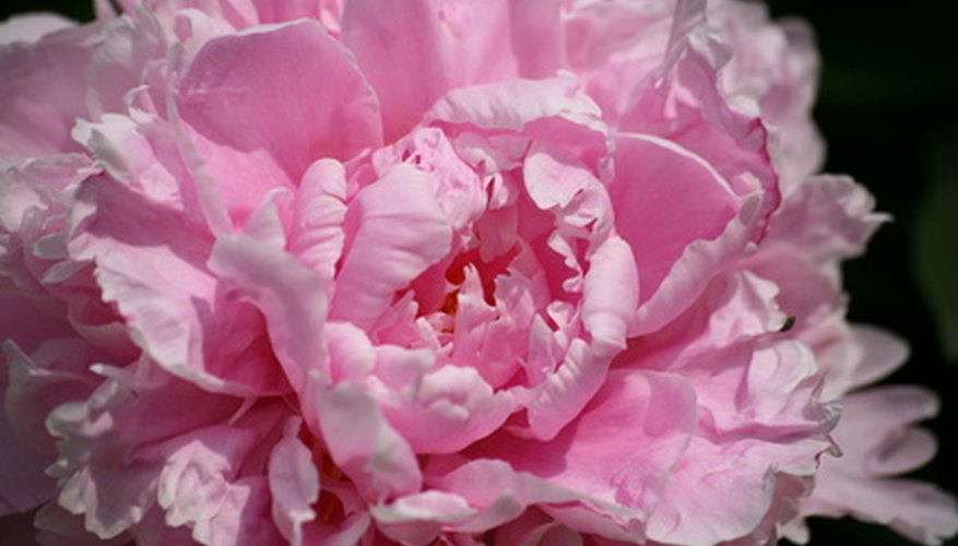 A pink peony not fully opened. A pink peony not fully opened.
