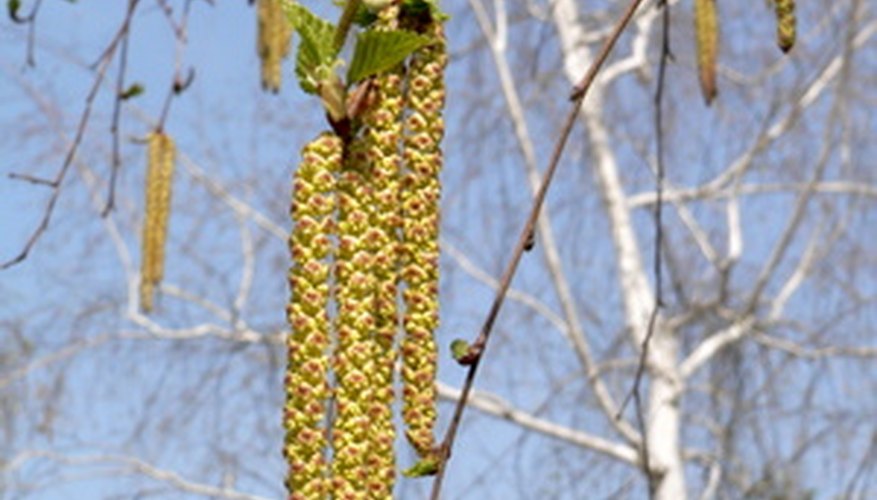 The catkins hang down from the branches. The catkins hang down from the branches.
