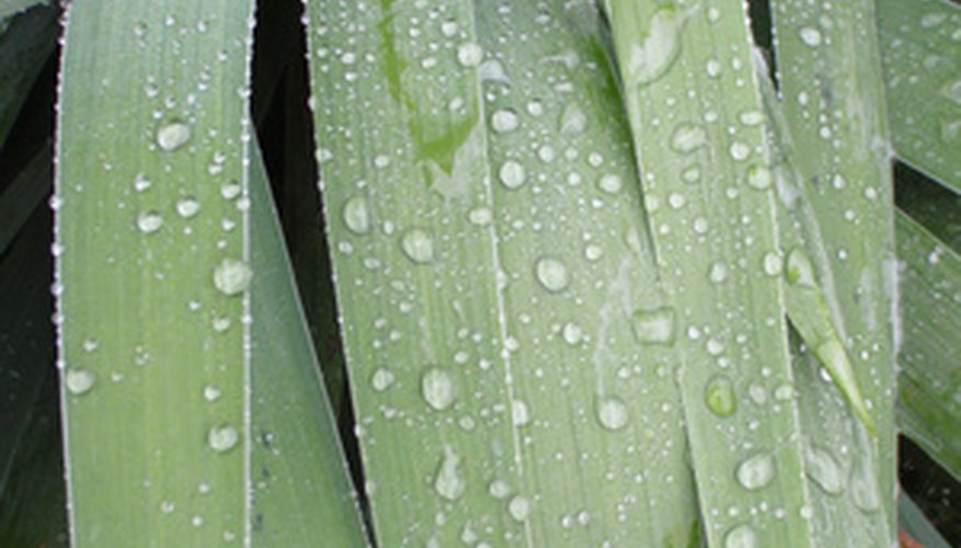 Iris provides no hint to its flower color until blooming. Iris provides no hint to its flower color until blooming.