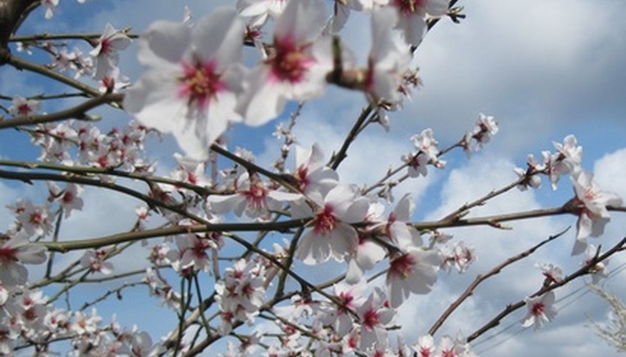 An almond tree in full bloom. An almond tree in full bloom.