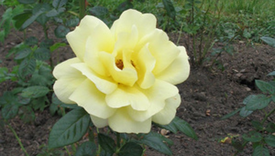 Test the soil drainage before you plant roses. Test the soil drainage before you plant roses.