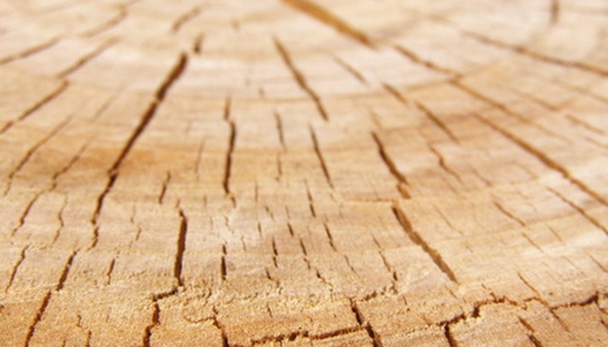 Dendrochronology is used to determine the age of trees. Dendrochronology is used to determine the age of trees.