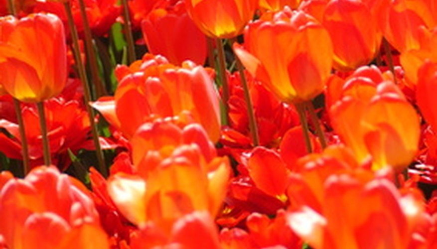 A field of fiery orange and red tulip flowers. A field of fiery orange and red tulip flowers.