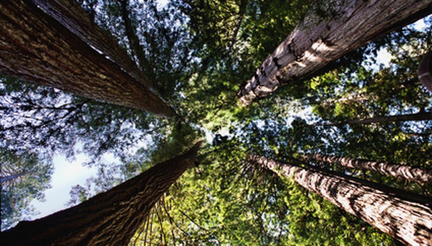 Sequoia trees are the tallest in the world. Sequoia trees are the tallest in the world.