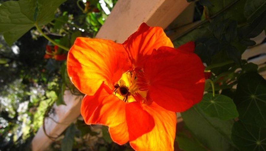Nasturtium Nasturtium