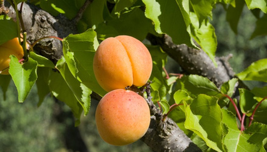 The apricot tree is a small to medium-sized tree. The apricot tree is a small to medium-sized tree.