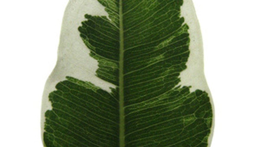A spearmint ficus has variegated leaves. A spearmint ficus has variegated leaves.