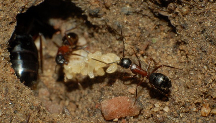 Ants build unsightly mounds in the lawn. Ants build unsightly mounds in the lawn.