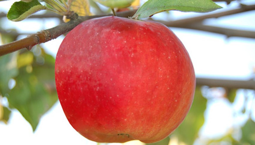 Apple orchards thrive across northern Michigan and peak at fall harvest time. Apple orchards thrive across northern Michigan and peak at fall harvest time.