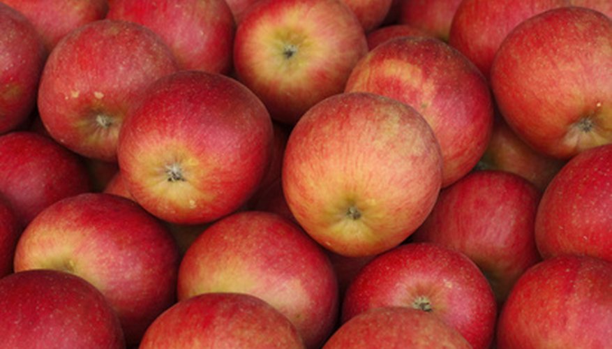 McIntosh is the most popular Wisconsin apple. McIntosh is the most popular Wisconsin apple.