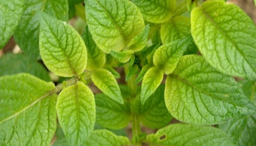 The potato plant The potato plant