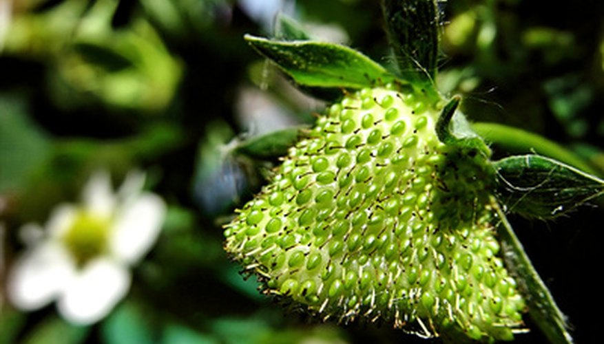 A green strawberry is ready to ripen. A green strawberry is ready to ripen.