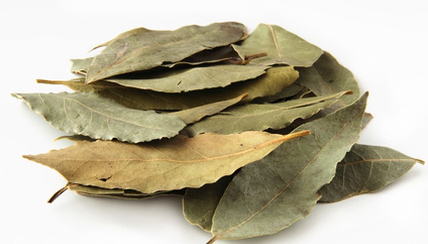 Bay leaves come from the bay laurel tree. Bay leaves come from the bay laurel tree.