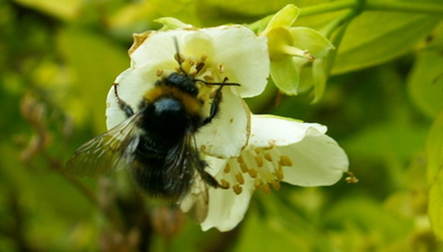 Importance Of Plant Pollination