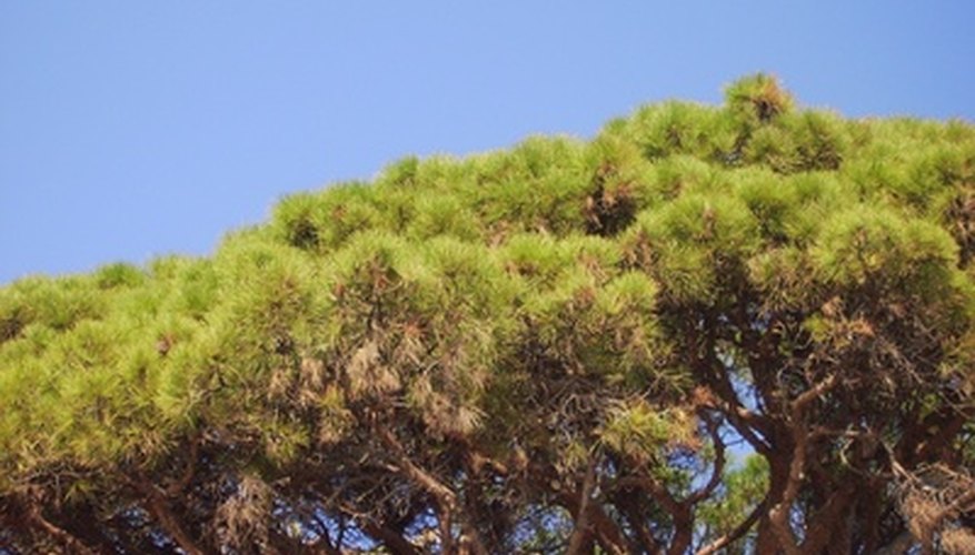 Pine shrubs Pine shrubs