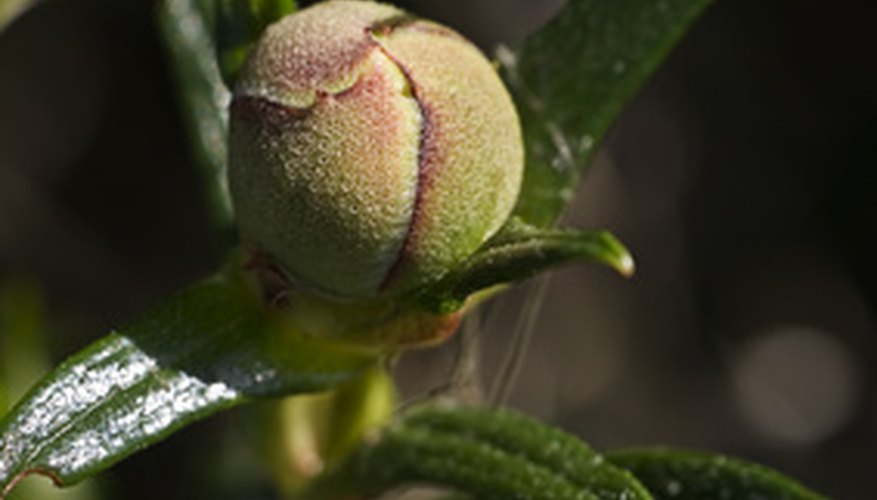 The cistus, or rock rose, is a hardy plant with delicate blooms. The cistus, or rock rose, is a hardy plant with delicate blooms.