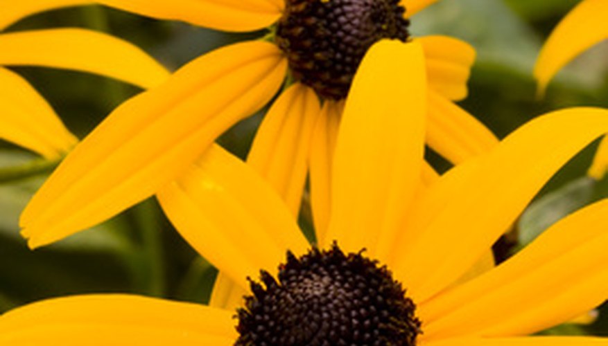 The sunny blooms of rudbeckia reminds one of the sun. The sunny blooms of rudbeckia reminds one of the sun.
