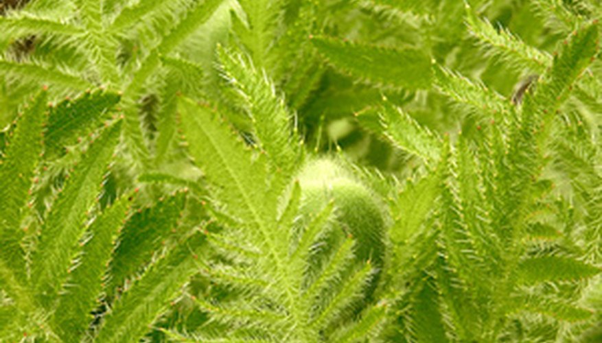 Oriental poppy foliage in its prime. Oriental poppy foliage in its prime.