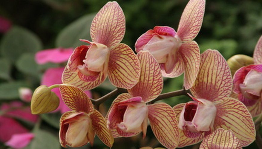 Climbing roots from a sympodial orchid can produce another plant. Climbing roots from a sympodial orchid can produce another plant.