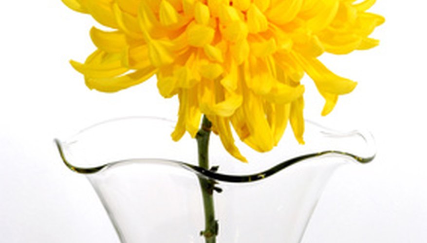Decorative chrysanthemum Decorative chrysanthemum
