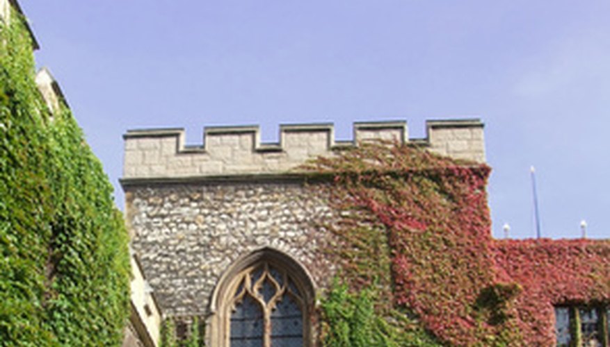 Boston ivy is frequently seen growing on masonry. Boston ivy is frequently seen growing on masonry.