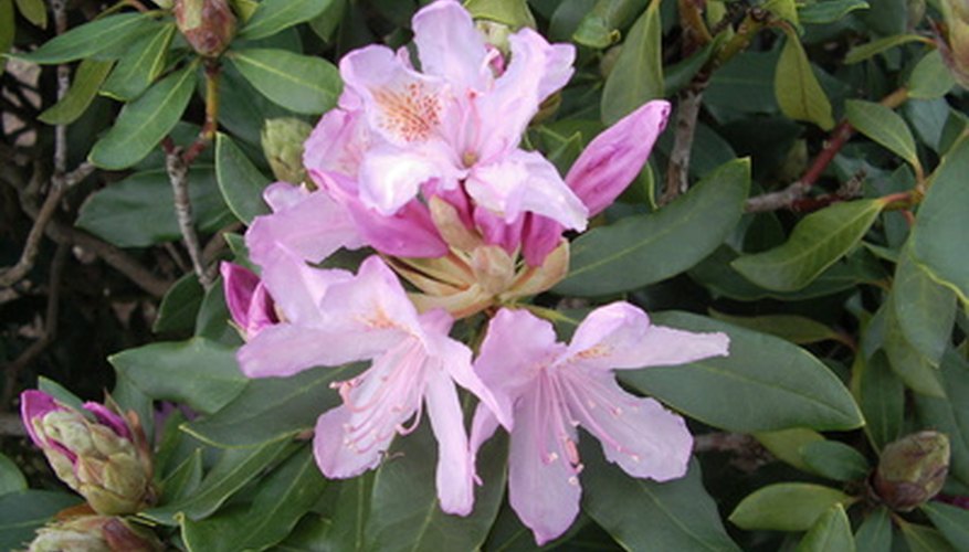 Rhodendrons are a native Pacific Northwest plant. Rhodendrons are a native Pacific Northwest plant.