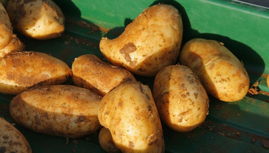 Potatoes are a historically important crop in Tasmania. Potatoes are a historically important crop in Tasmania.
