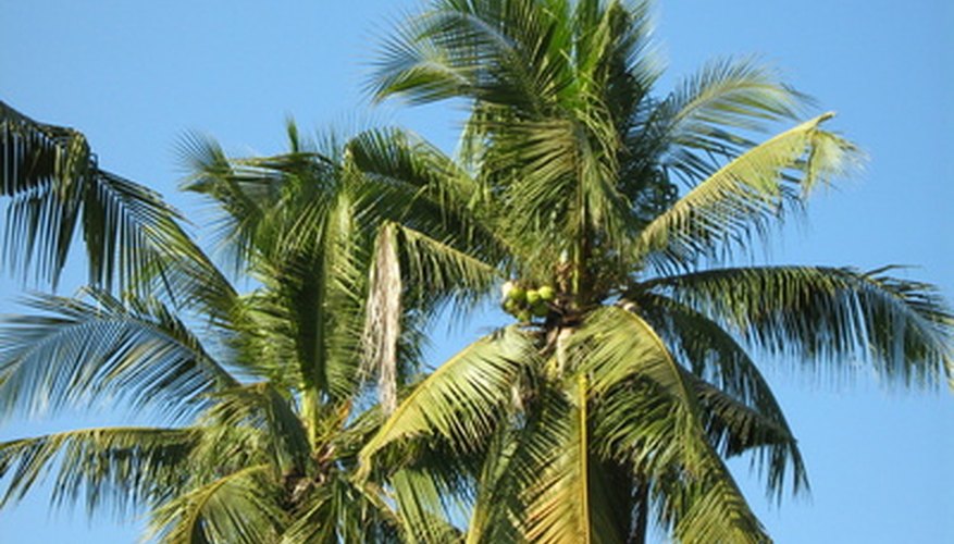 Parts Of A Palm Tree That Are Useful