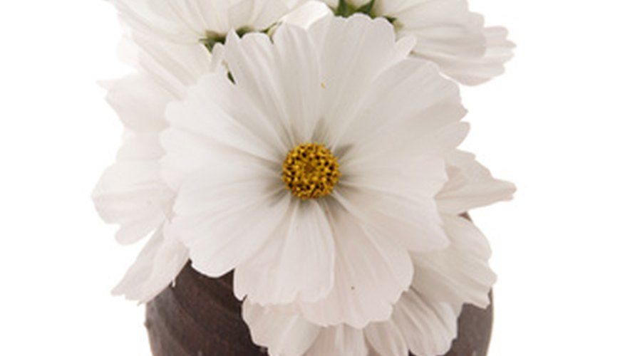 Cosmos last a long time when cut and placed in a vase of water. Cosmos last a long time when cut and placed in a vase of water.