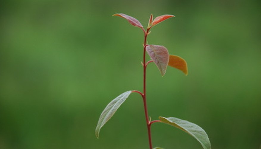 All plants go through a life cycle. All plants go through a life cycle.