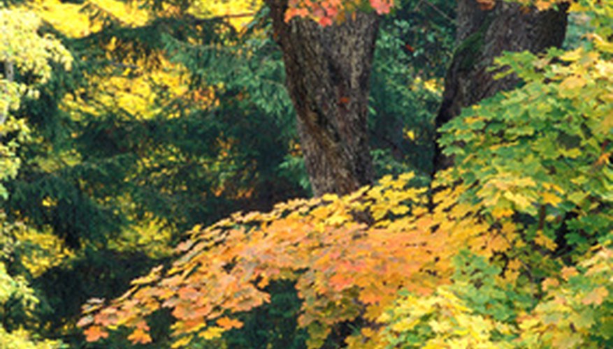Sycamore trees provide dappled shade to the garden. Sycamore trees provide dappled shade to the garden.