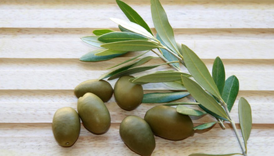 Olives and branch sprig. Olives and branch sprig.