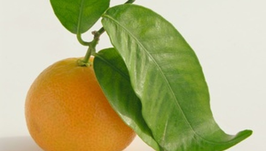 Citrus leaves can compost efficiently as long as prepared properly Citrus leaves can compost efficiently as long as prepared properly