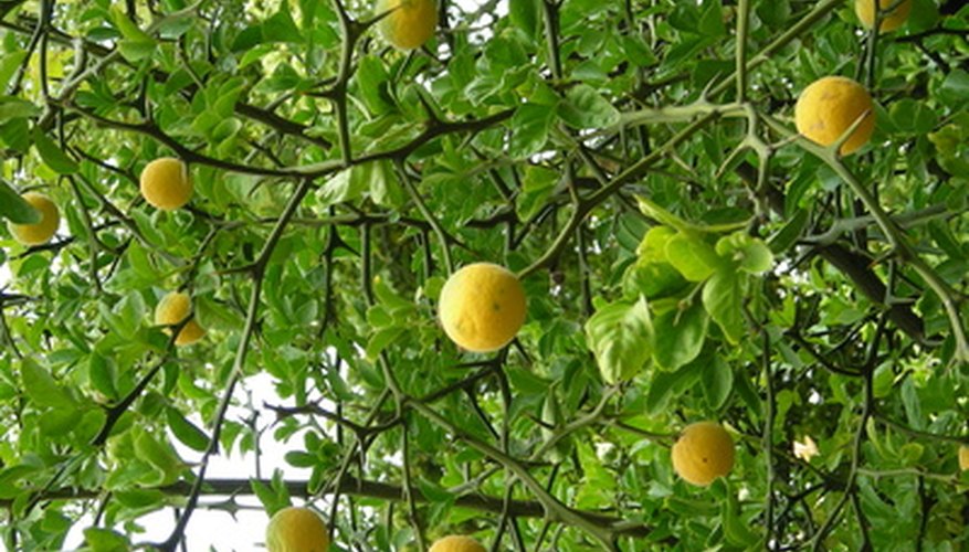 Lemon trees are world travelers. Lemon trees are world travelers.